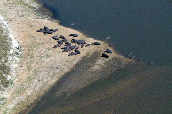 At least thirty-eight hippos in Garamba National Park, Democratic Republic of Congo